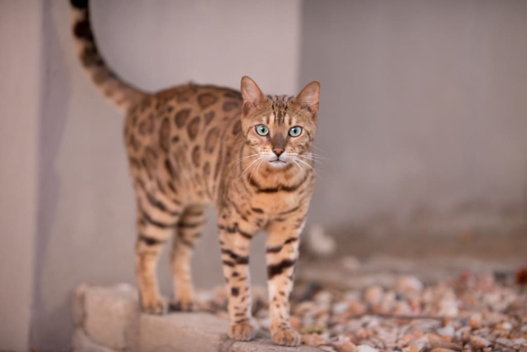 rusty spotted cats