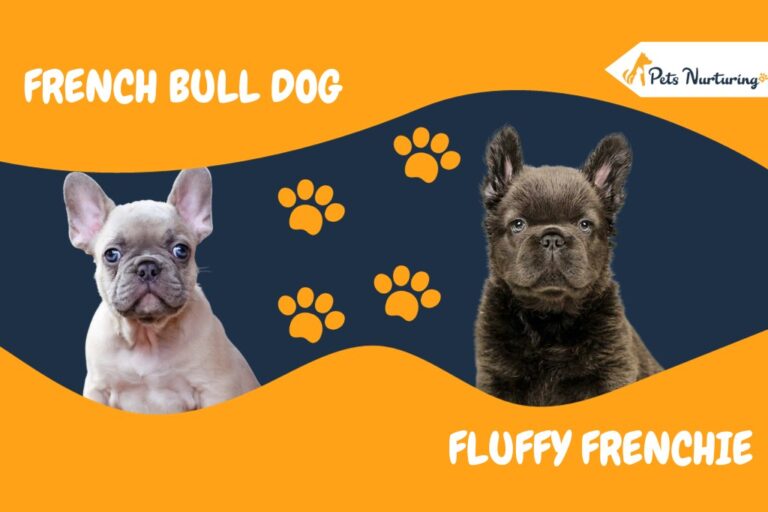 Fluffy Frenchie: A Complete Dog Breed Information & Facts - Pets Nurturing