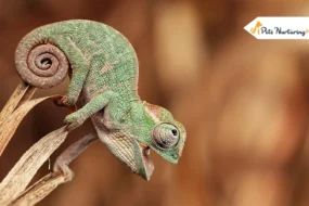 Baby Chameleons
