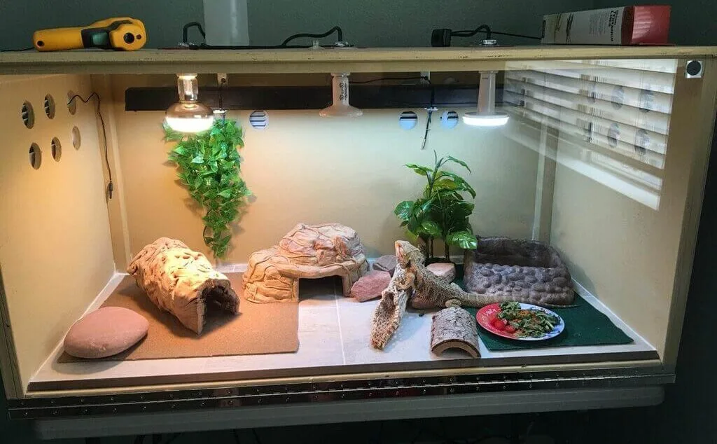 Bearded Dragon Habitat: How to Create the Best Tank Setup? - Pets Nurturing