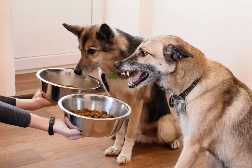 Should You Feed Your Dog, Dr. Marty?