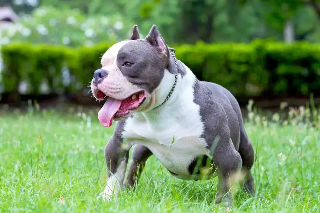 How To Groom An American Bully At Home