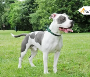 How To Groom An American Bully At Homes