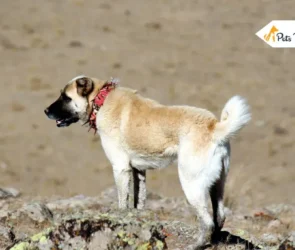 Kangal Dogs