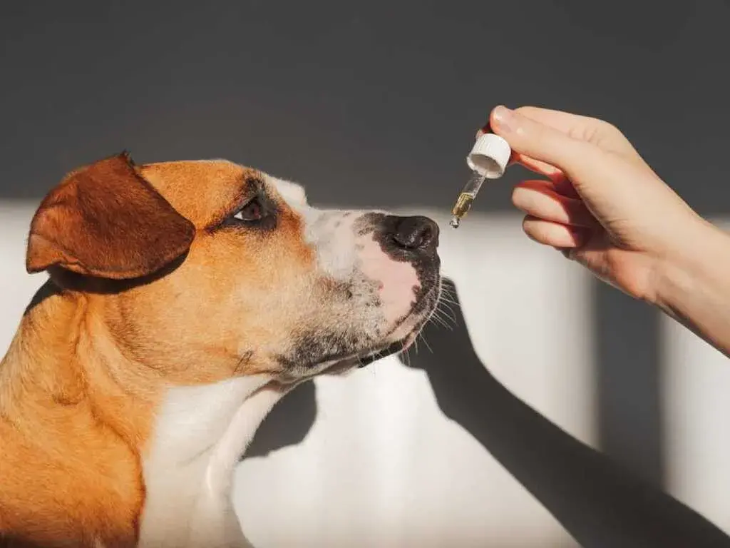 How to Use Peppermint Oil for Dogs