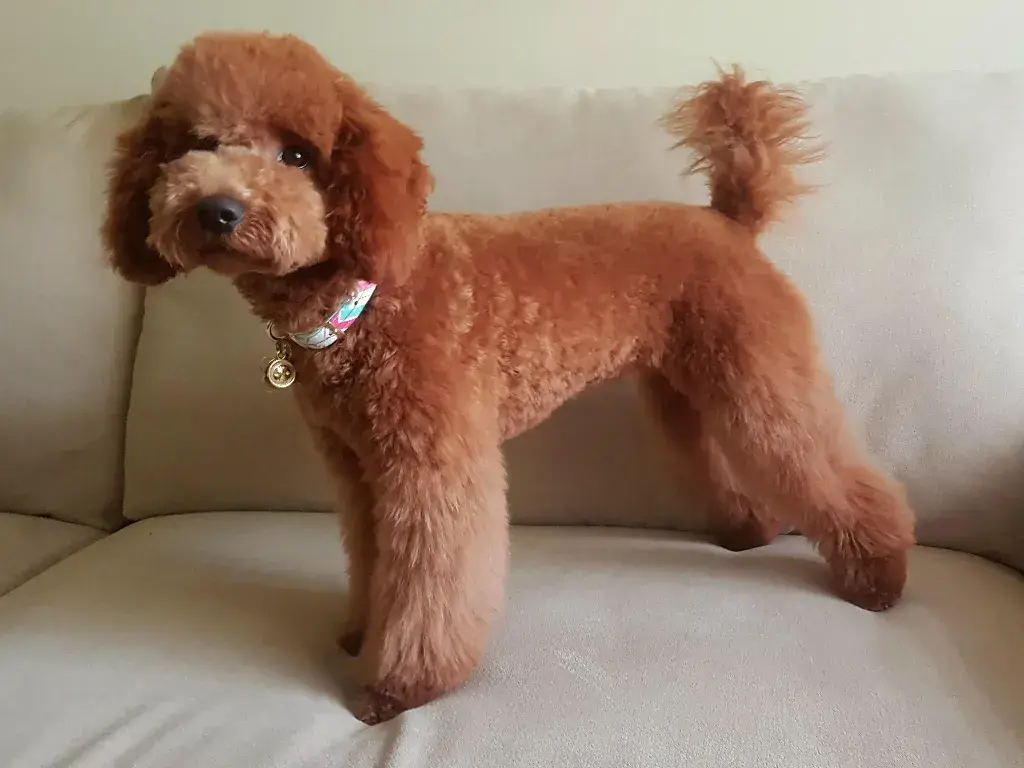 The Lion Cut Poodle haircut