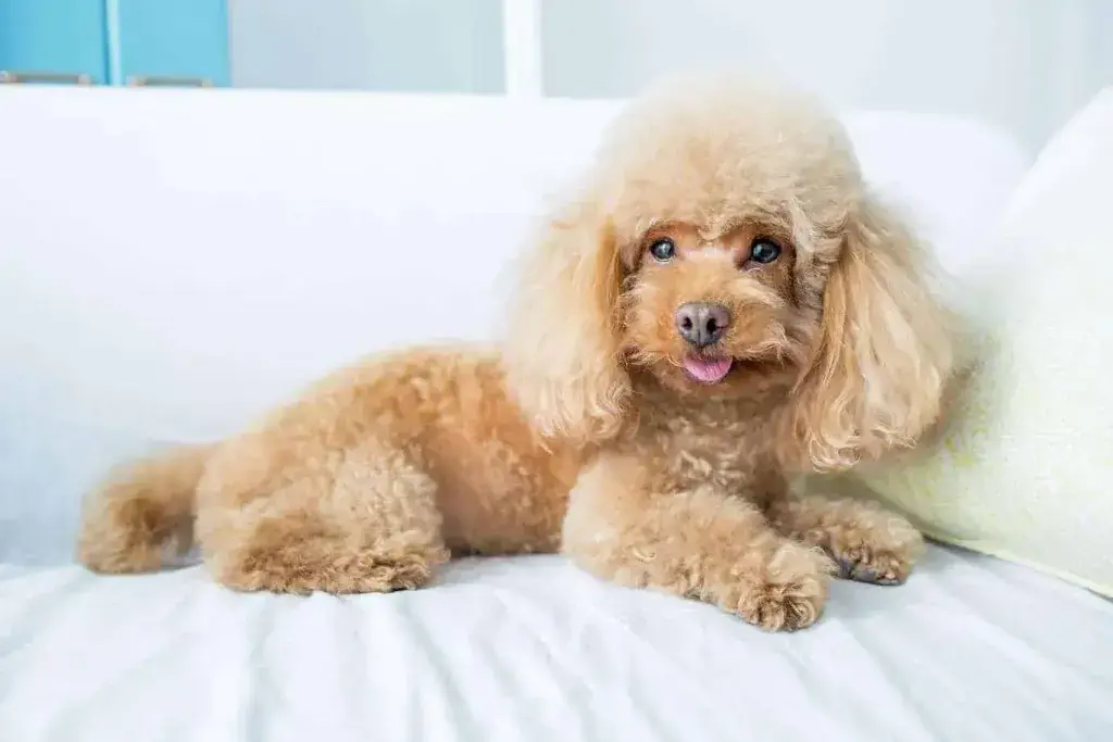 Poodle Haircut