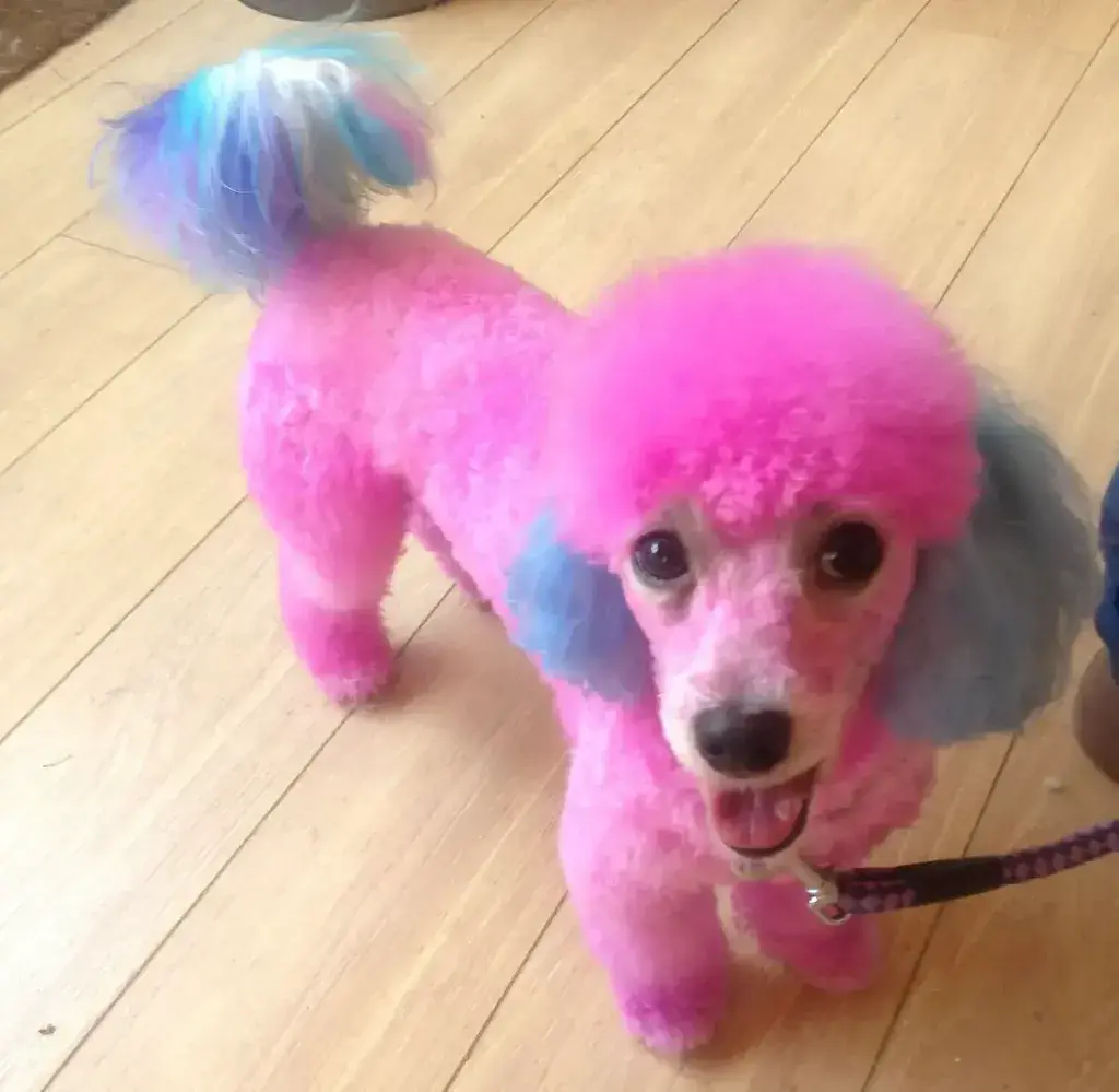  Pink Poodle Hairstyle
