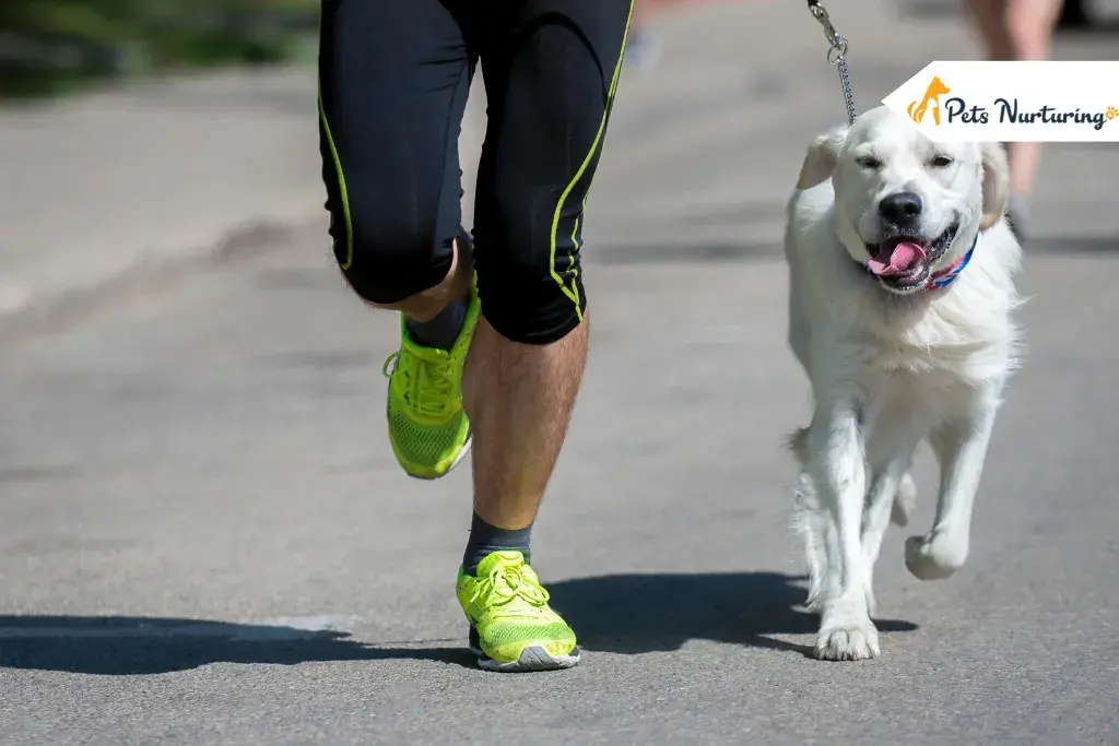 Running with Your Dogs