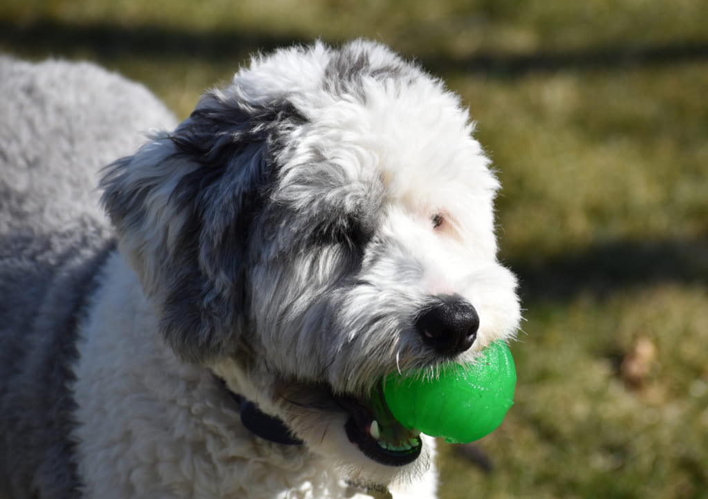 Sheepadoodle Exercise and Training 