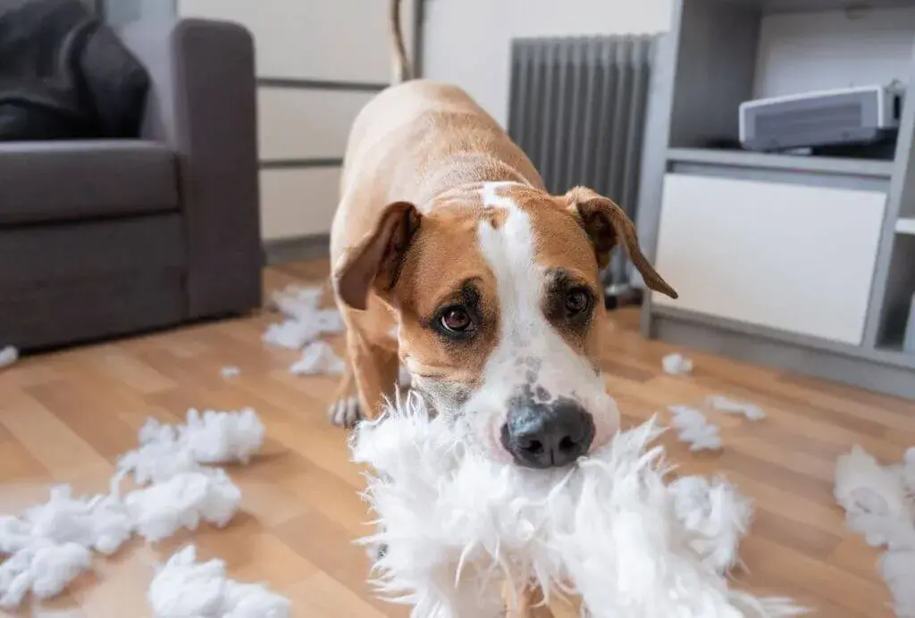 Your Pet Seems Restless and Destructive When Left Alone