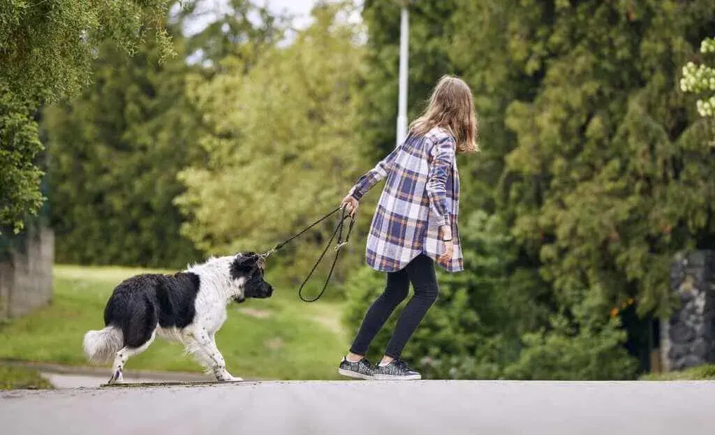 Your Pet Isn’t Interested in Playing or Going for Walks Anymore
