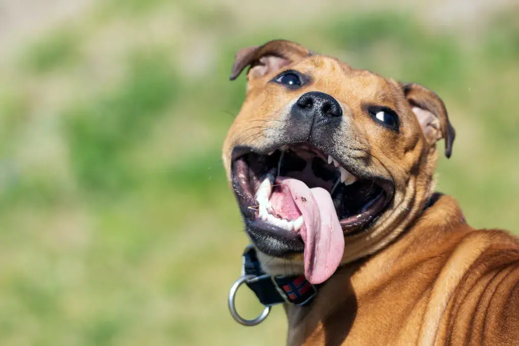 You Notice Your Pet Is Panting More Often Than Usual