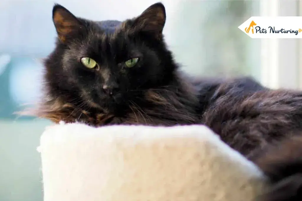black maine Coon Cats Breed