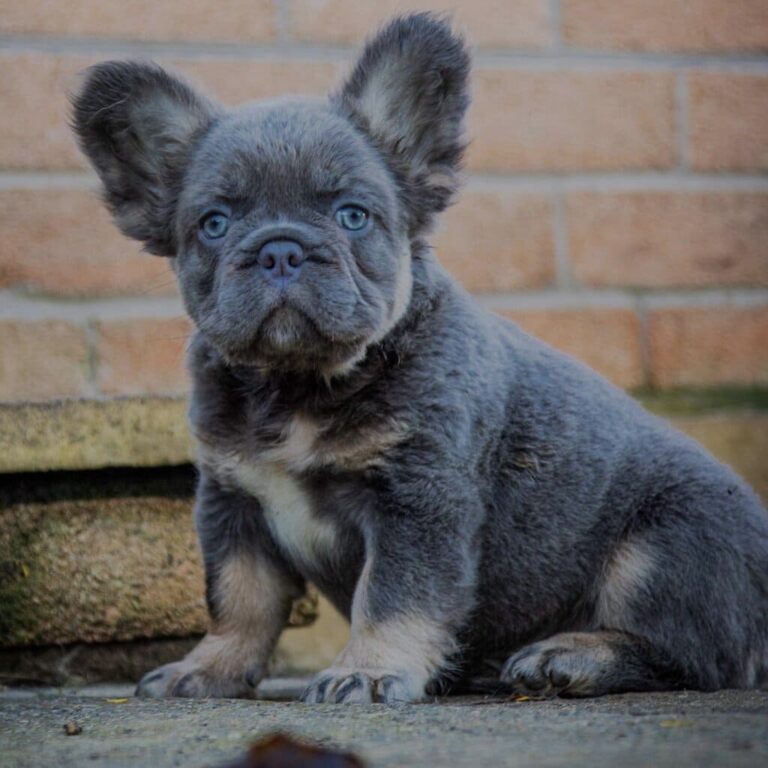 Fluffy Frenchie: A Complete Dog Breed Information & Facts - Pets Nurturing