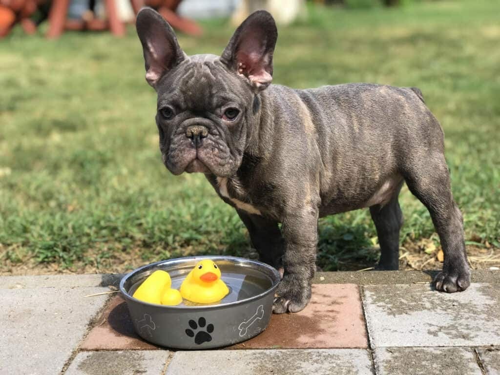 health and nutrition of fluffy frenchie