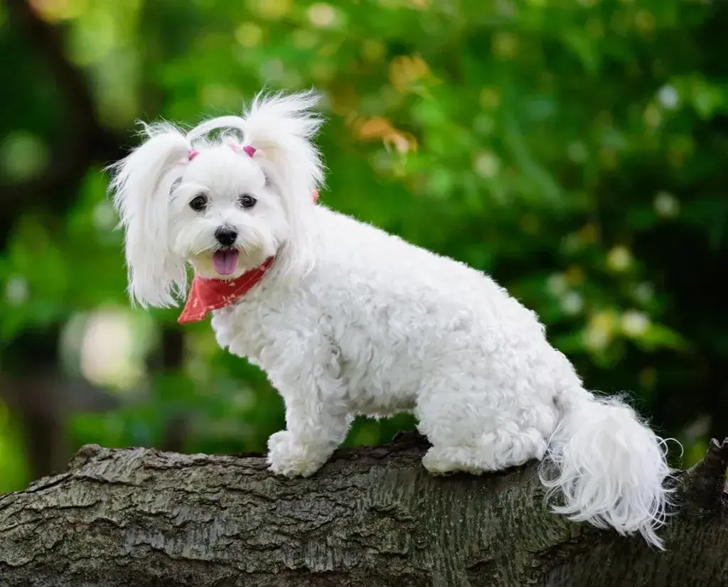 Maltipoo Haircuts with Pigtails