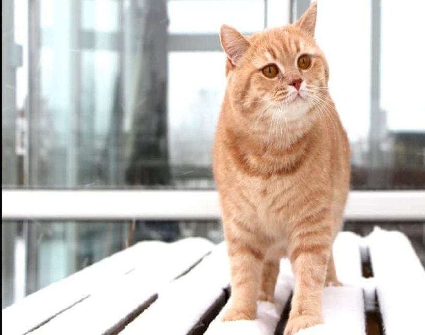 orange cat breed: British Shorthair