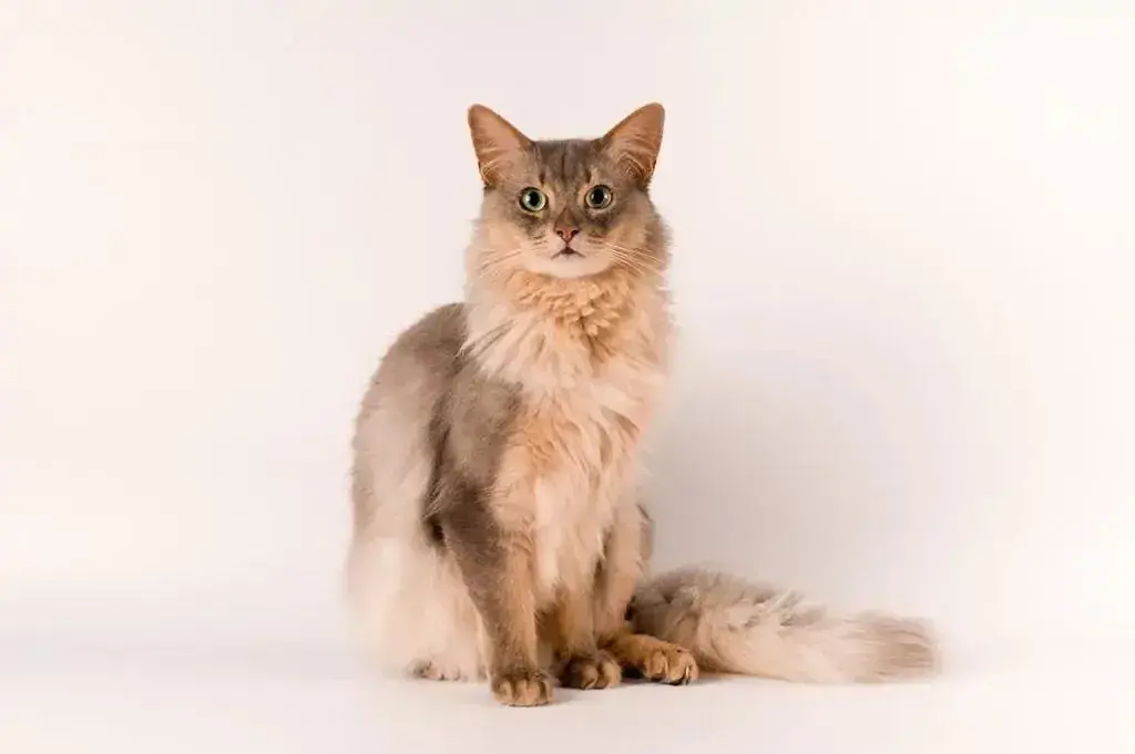 orange cat breed:  Somali Cat