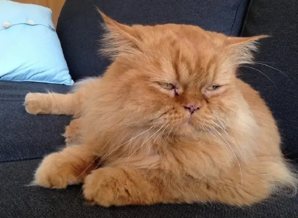 orange cat breed: Persian Cat