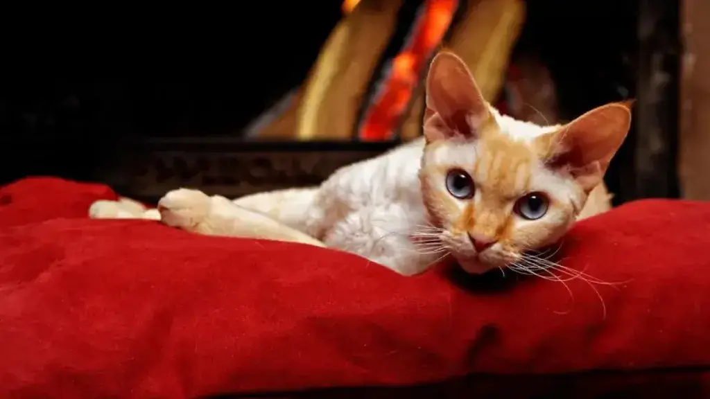 orange cat breed: Devon Rex