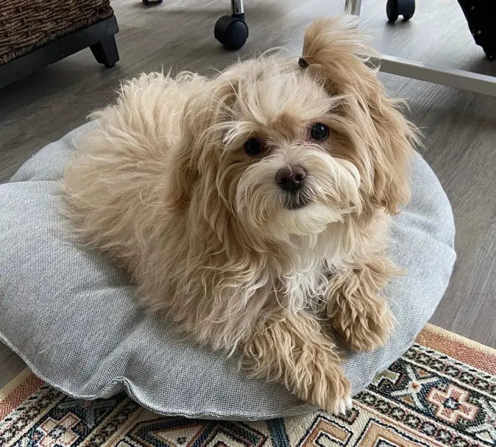 Maltipoo with Side Ponytail