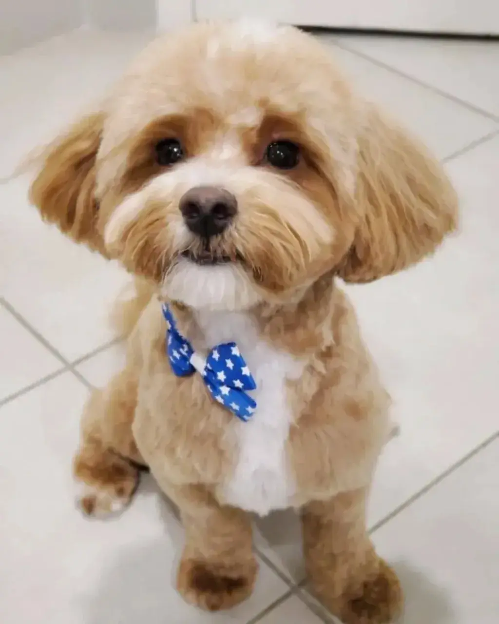 Classic Maltipoo Town & Country Cut