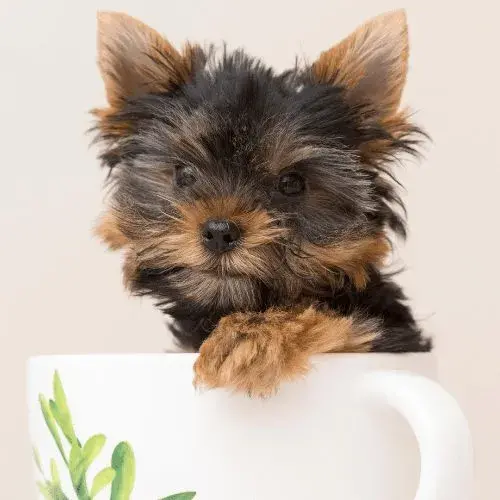 History Of The Yorkie Teacup