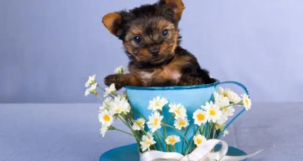 Personality And Temperament Of Teacup Yorkshire Terrier Puppies