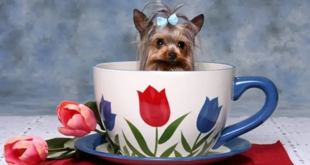 Exercise Needs Of A Teacup Yorkie