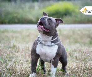 Blue Nose Pitbulls