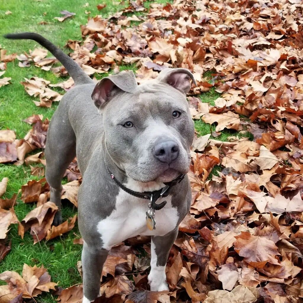 Adopting a Blue Nose Pitbull Puppy