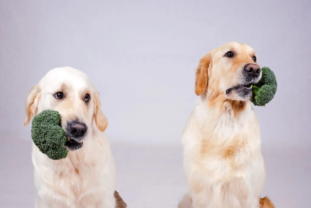 Can Dogs Eat Broccoli