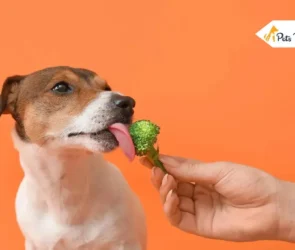 Can Dogs Eats Broccoli