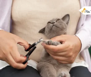 Cats Grooming at Home