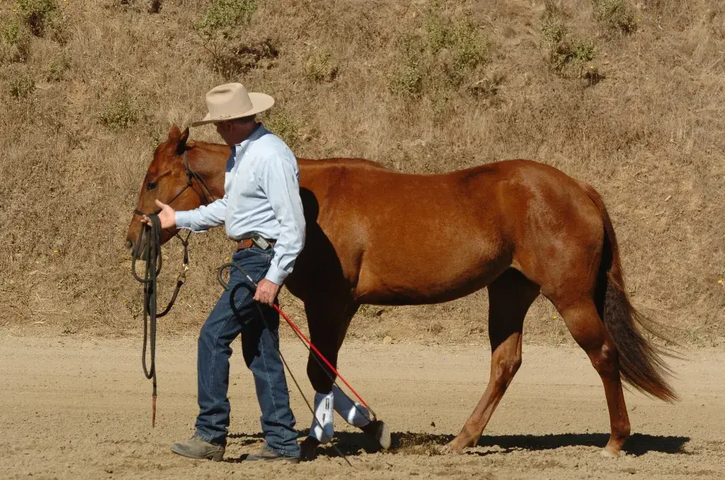 Understanding the Horse's Body Language
