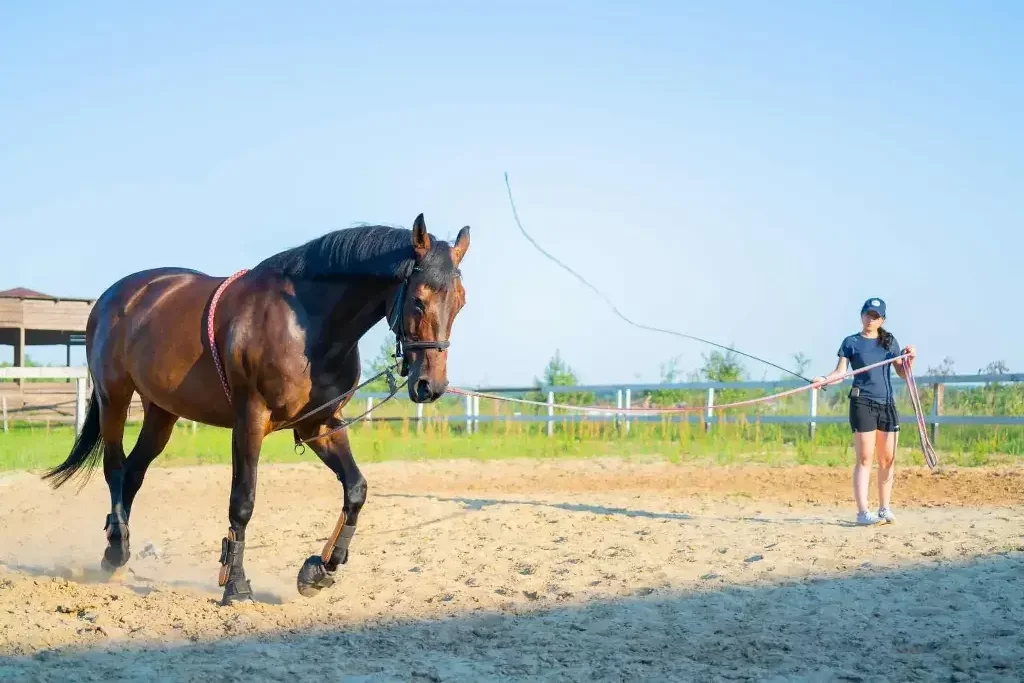 Communicating with Your Horse During Training