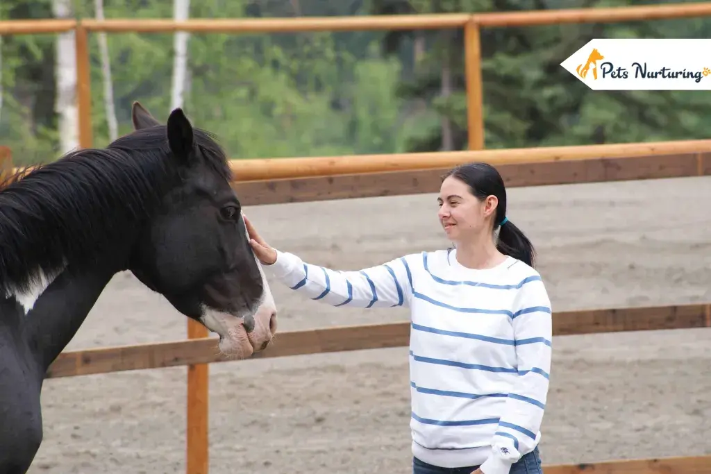 Communicating with Your Horses During Training