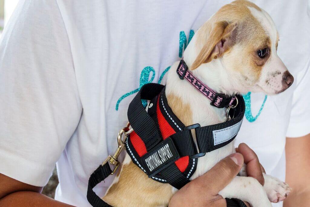 Emotional Support Dog Harness