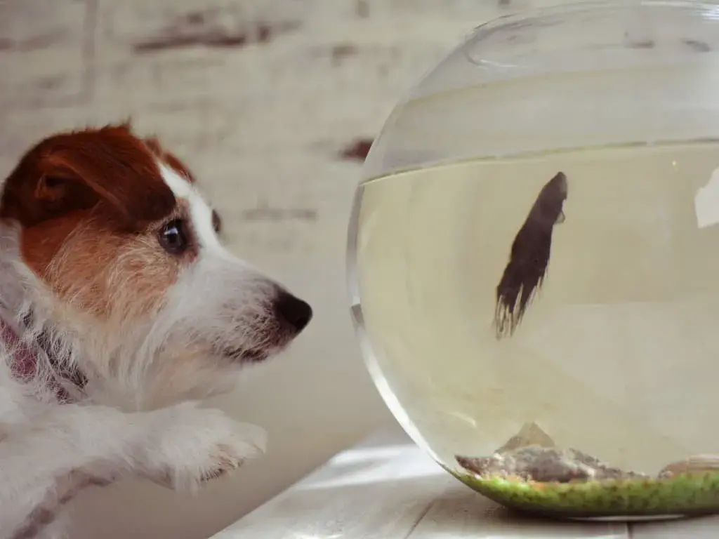Don't Feed Fish in the Presence of Your Dog