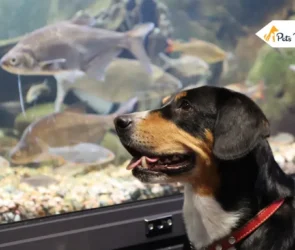 Keep your dog away from fish tank