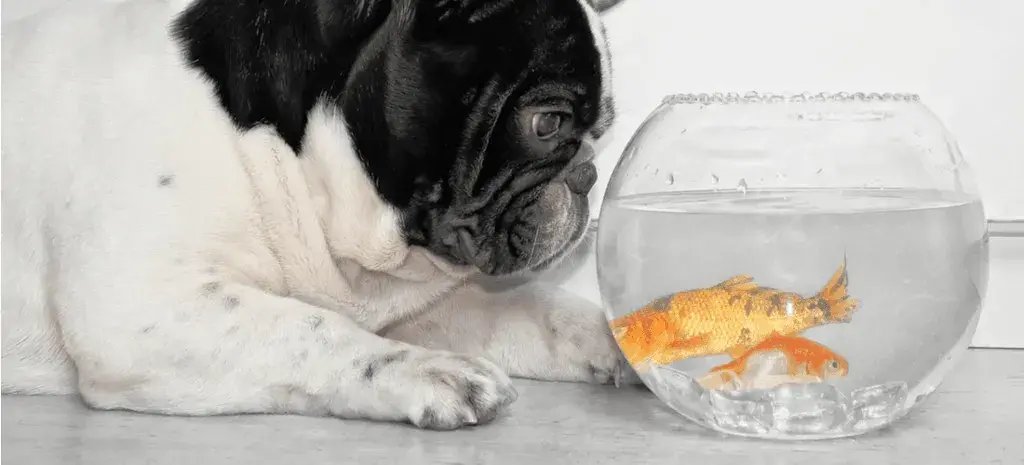 Keep your dog away from fish tanks