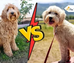 Labradoodle Vs Goldendoodles