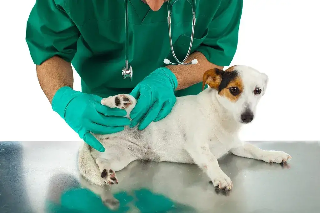 The Benefits of Having One Vet for All Your Pets