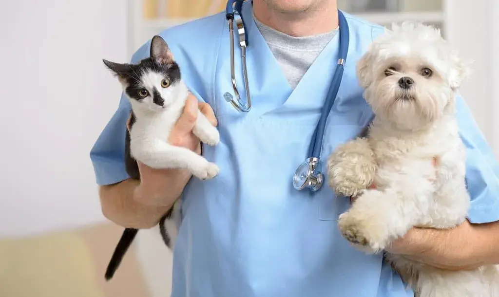 One Vet for All Your Pets