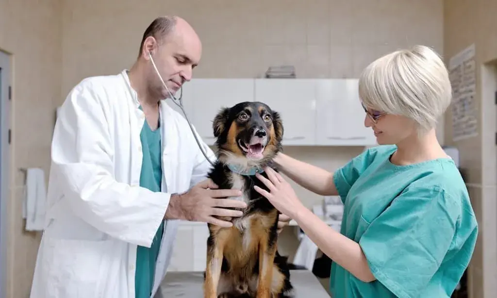Tips for Introducing Your Pet to the Vet Clinic