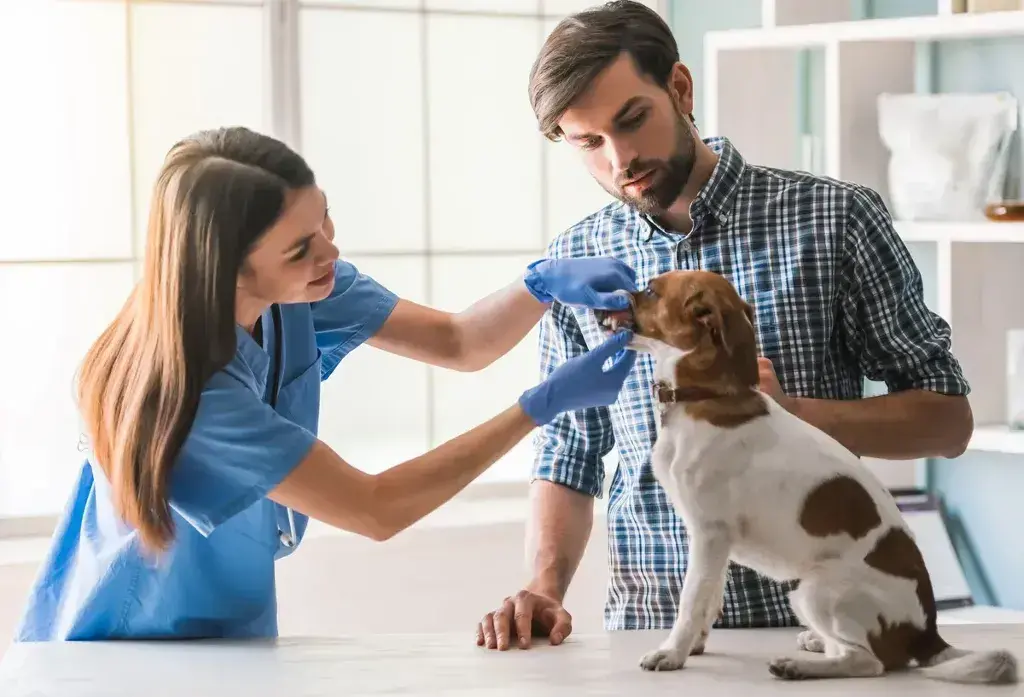 What to do if you are not happy with your Vet?
