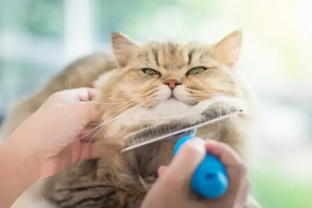 Start Young: Tips for Cat Grooming at Home