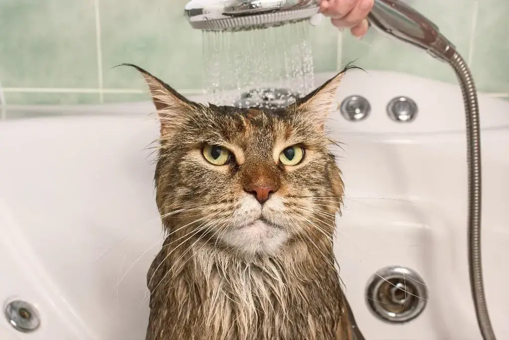 Figure Out Your Bathing Method: Tips for Cat Grooming at Home