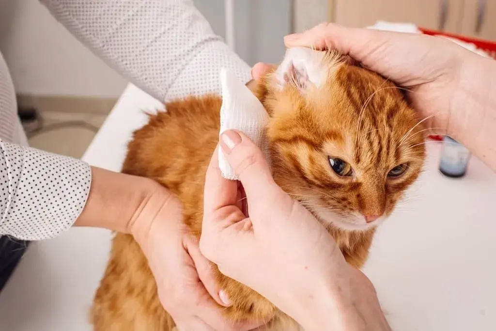 Tips for Cat Grooming at Home: Pay Attention to The Ears
